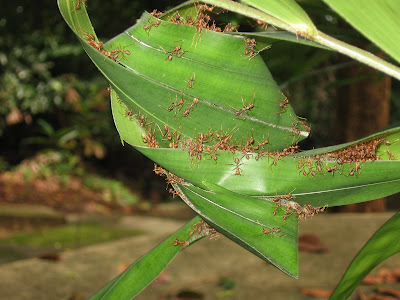 weaver ants