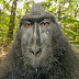 Fotografer menangkan sengketa foto selfie monyet di hutan Indonesia