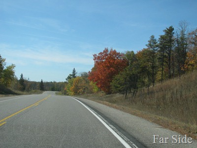 Maple Tree along Hwy 34