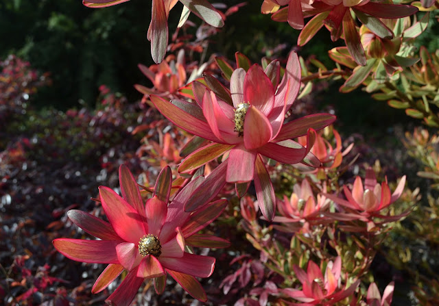 Sunset colored Leucodendron inflorescence 