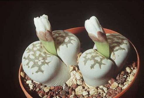 Lithops-sp4