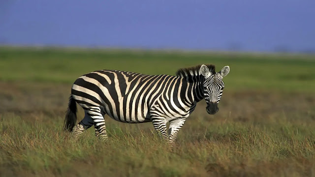 Zebra