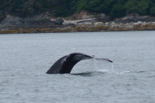 Juneau Whale watching