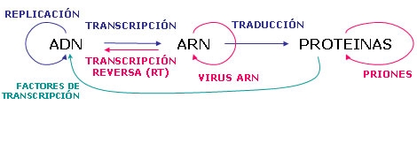 Resultado de imagen de dogma central de la biología