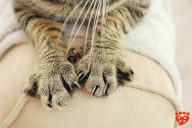 A tabby cat digs his claws into the arm of a settee. Scratching is a natural behaviour for cats so we have to provide scratching posts