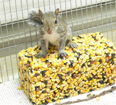 squirrel rehabilitation