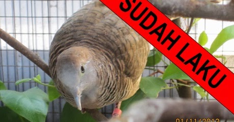 DIJUAL BURUNG PERKUTUT BANGKOK SEPASANG SUDAH BERTELUR 