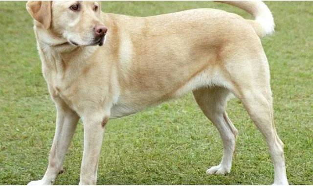 Labrador Retrievers واحدة من أكثر السلالات شعبية ويتم اختيارها غالبًا بسبب صداقتها ومدى جودتها مع الأطفال والحيوانات الأخرى.