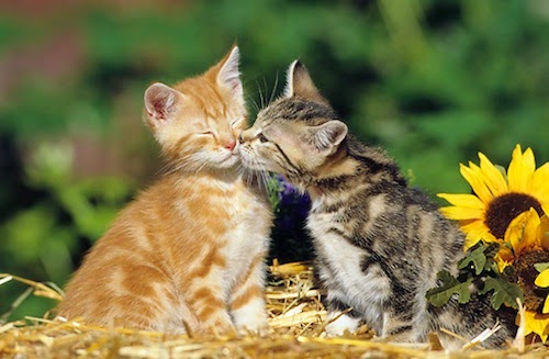 fotos animais adoráveis fofos se beijando beijo romântico Gatos