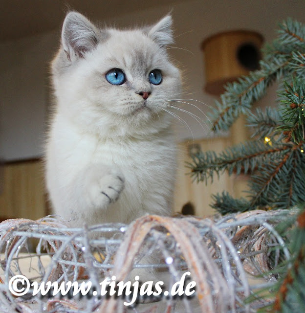 Britisch Kurzhaar Kater 10 Wochen