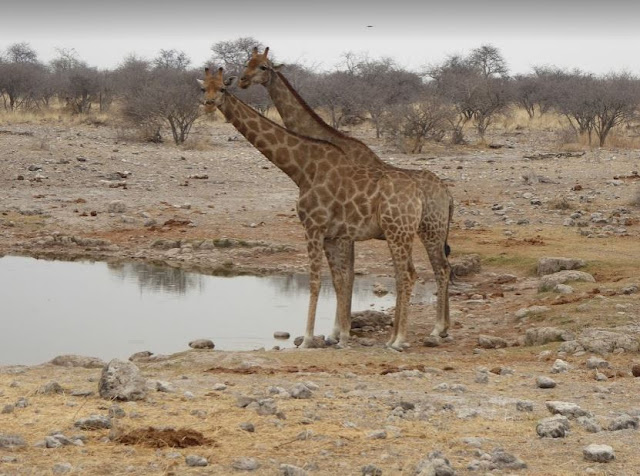 giraffe all'etosha