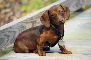 Dachshund Puppy Picture