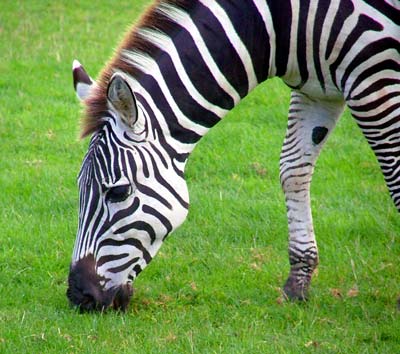 Cute Zebra Pictures Cool Zebra Pictures Colorful Zebra Pictures 