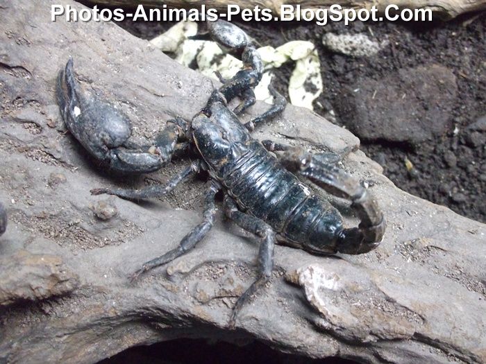 Scorpion pictures
