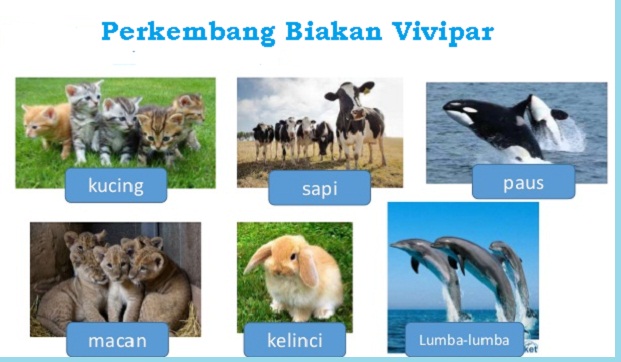 Pengertian Vivipar 