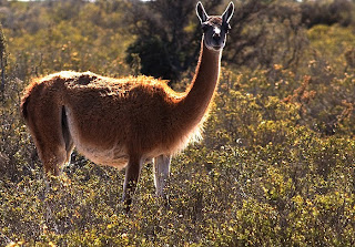 Guanaco in Valdes Peninsula and Patagonia