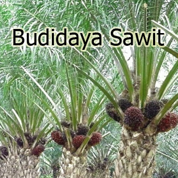 Pengertian Budidaya Sawit