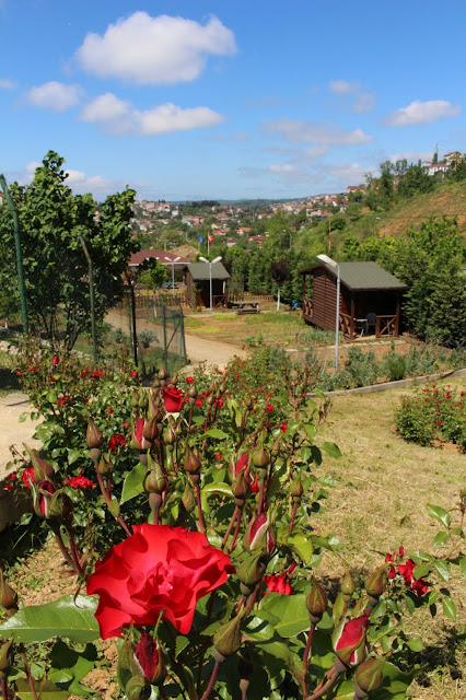 GÜL-MEVSİMİ