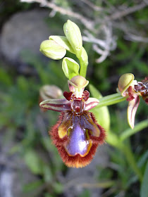 Ophrys speculum