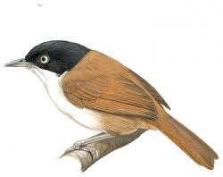 Dark-fronted Babbler