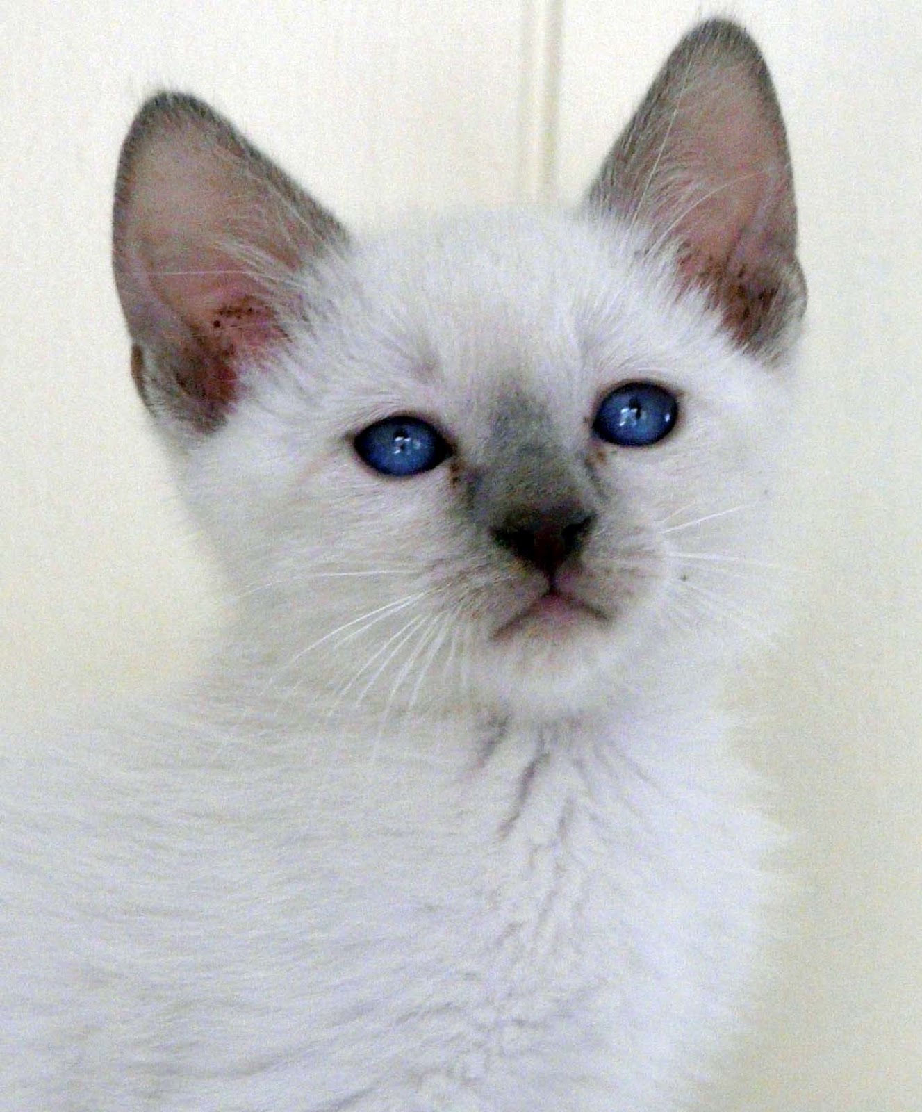 Siamese cats  Cute  Cats 