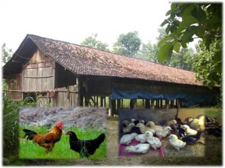 Tahap Pemeliharaan Ayam Buras Dalam Beternak