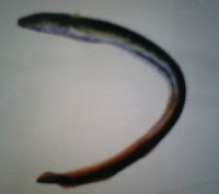  lurus dengan sirip punggung yang panjang dan menyatu dengan sirip ekor dan kemudian bersa Mengenal Jenis Ikan Sidat - Anguillidae