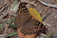 Junonia lemonias