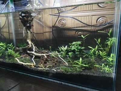 desain aquascape pati