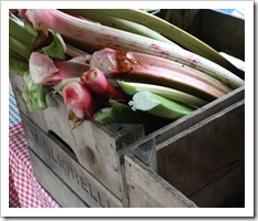 rhubarb,migliorelli farm, rhinebeck farmers market