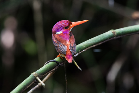 South Philippine Dwarf Kingfisher is on the list of rarest birds in the world you should see.