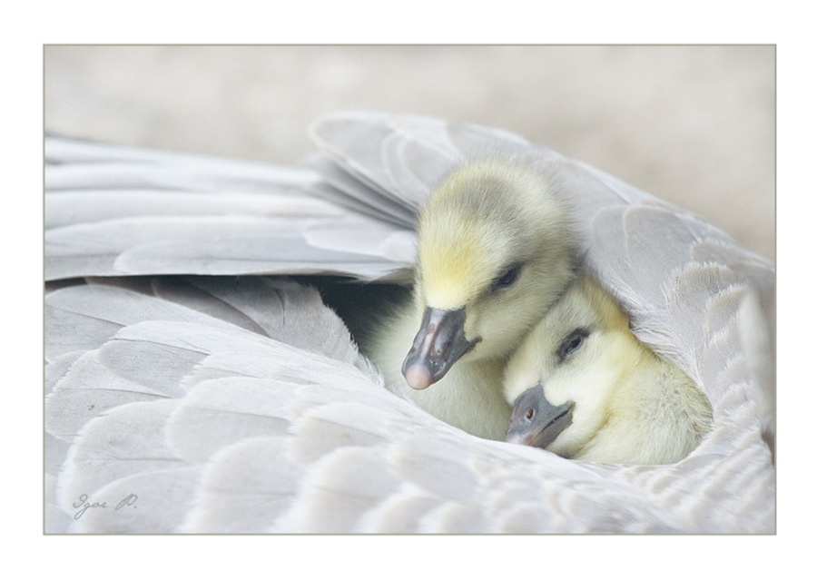Duck and Cover