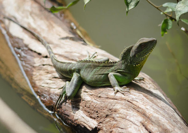 Physignathus cocincinus, Chinese Water Dragon, ตะกอง