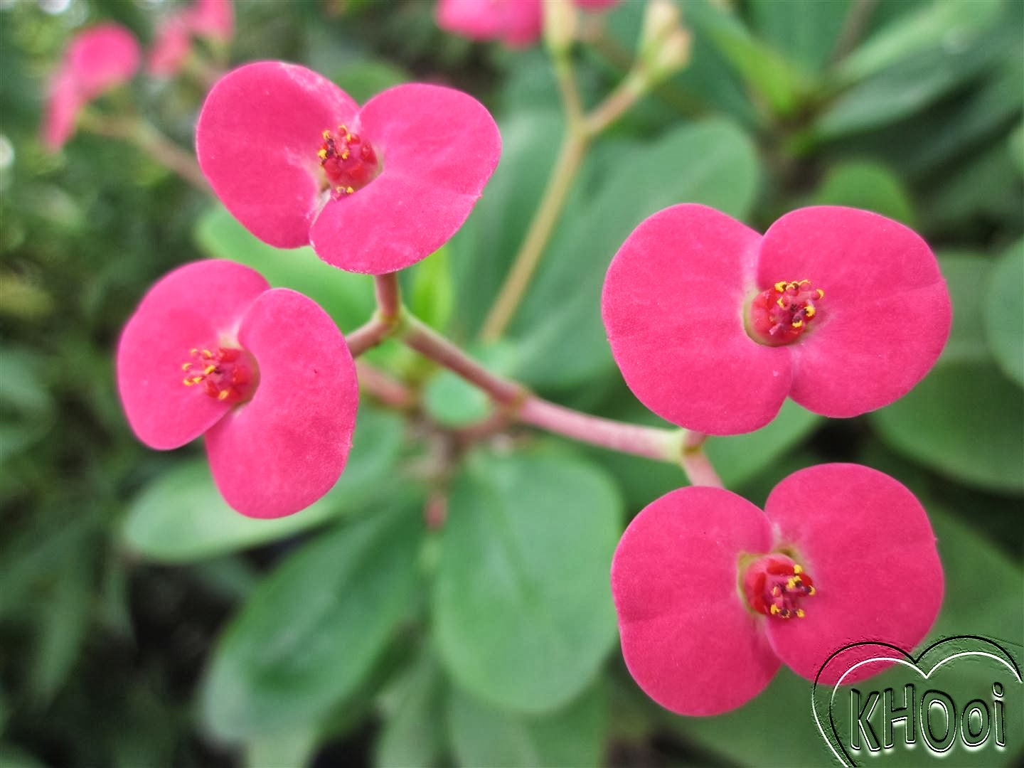 花卉库 麒麟花