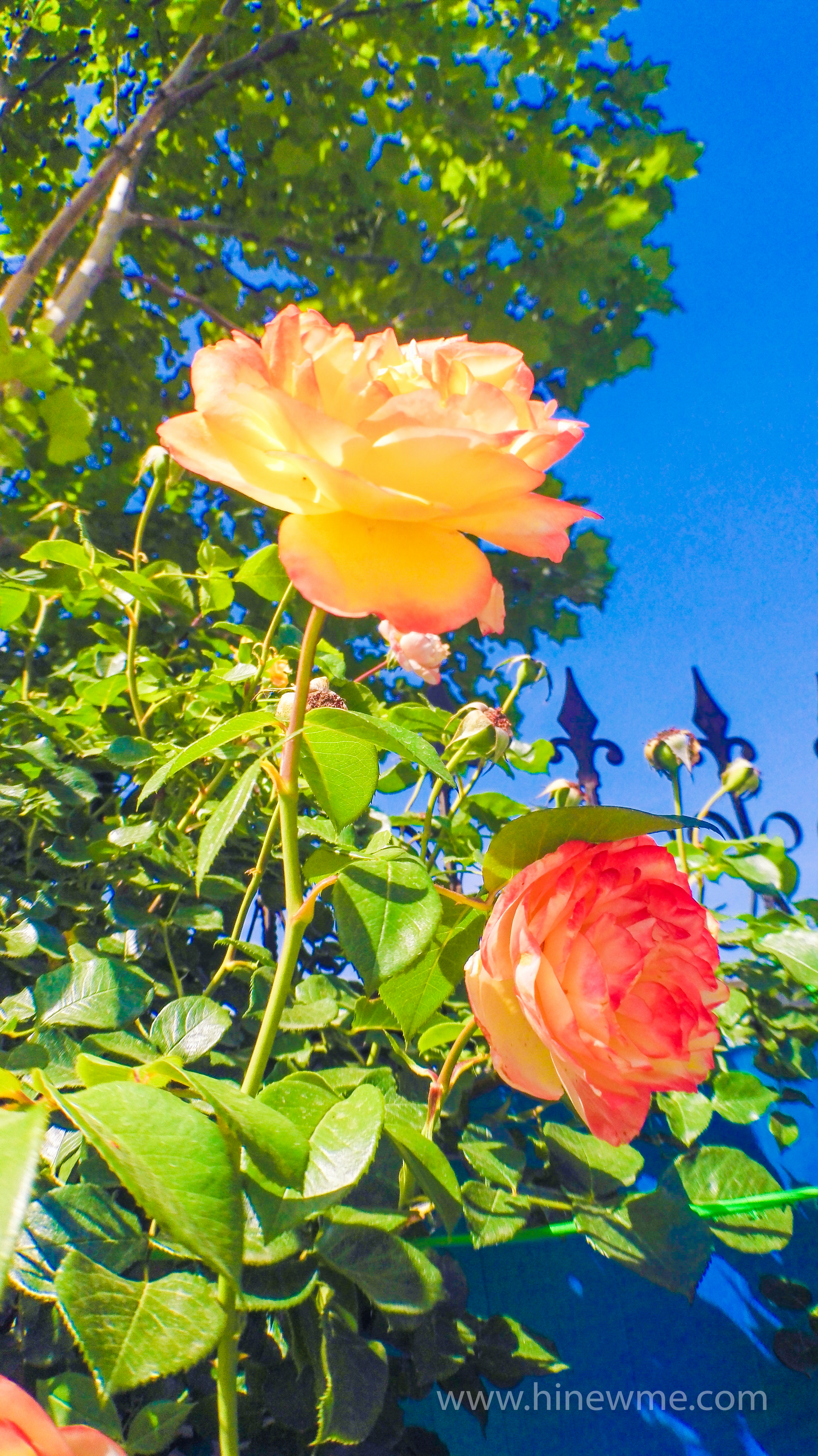 6tips flowers photography skill tips，16 rose flower in the sunshine pictures