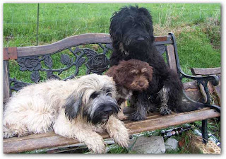 Perro de la Sierra de Aires descanso