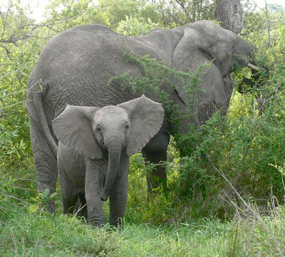 baby elephant charge