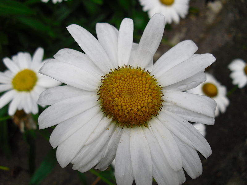 Mahabbah Bunga Daisy  ni untuk awak 