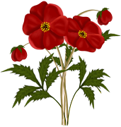 Download here · Download here (red flowers)