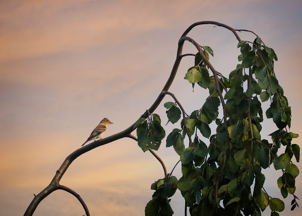 Eastern Wood-Pewee