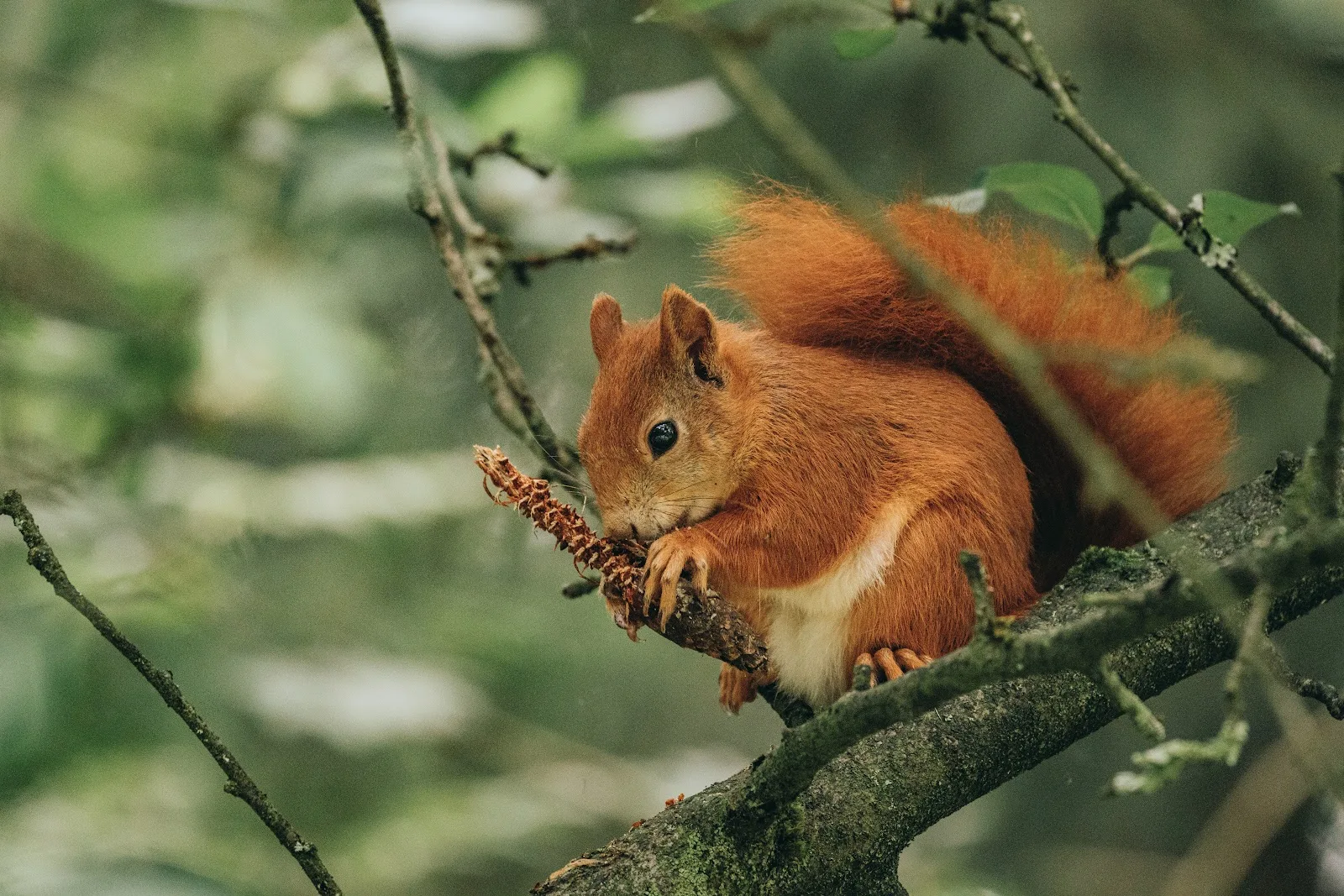 a red squirrel gnawing a conifer cone 9542701