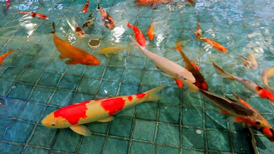 CARA MERAWAT IKAN KOI BAGI PEMULA