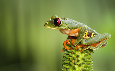 12 fotografías macro de ranas en su hábitat natural (frogs)