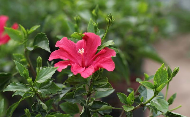 Hibiscus Flowers Pictures