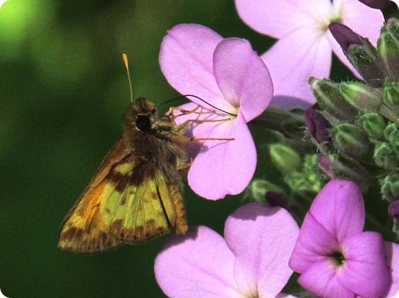 IMG_6017 - Zabulon Skipper Poanes zabulon (4)