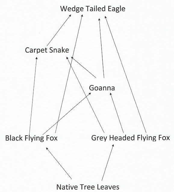 food web activity. Activity 3 - Food Web