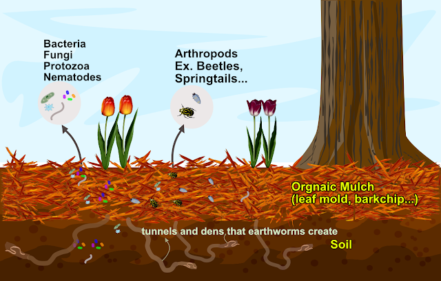 Compost is the best but you can still use organic mulch to attract bacteria protozoa and other arthropods.