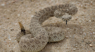 Facts about Rattlesnake