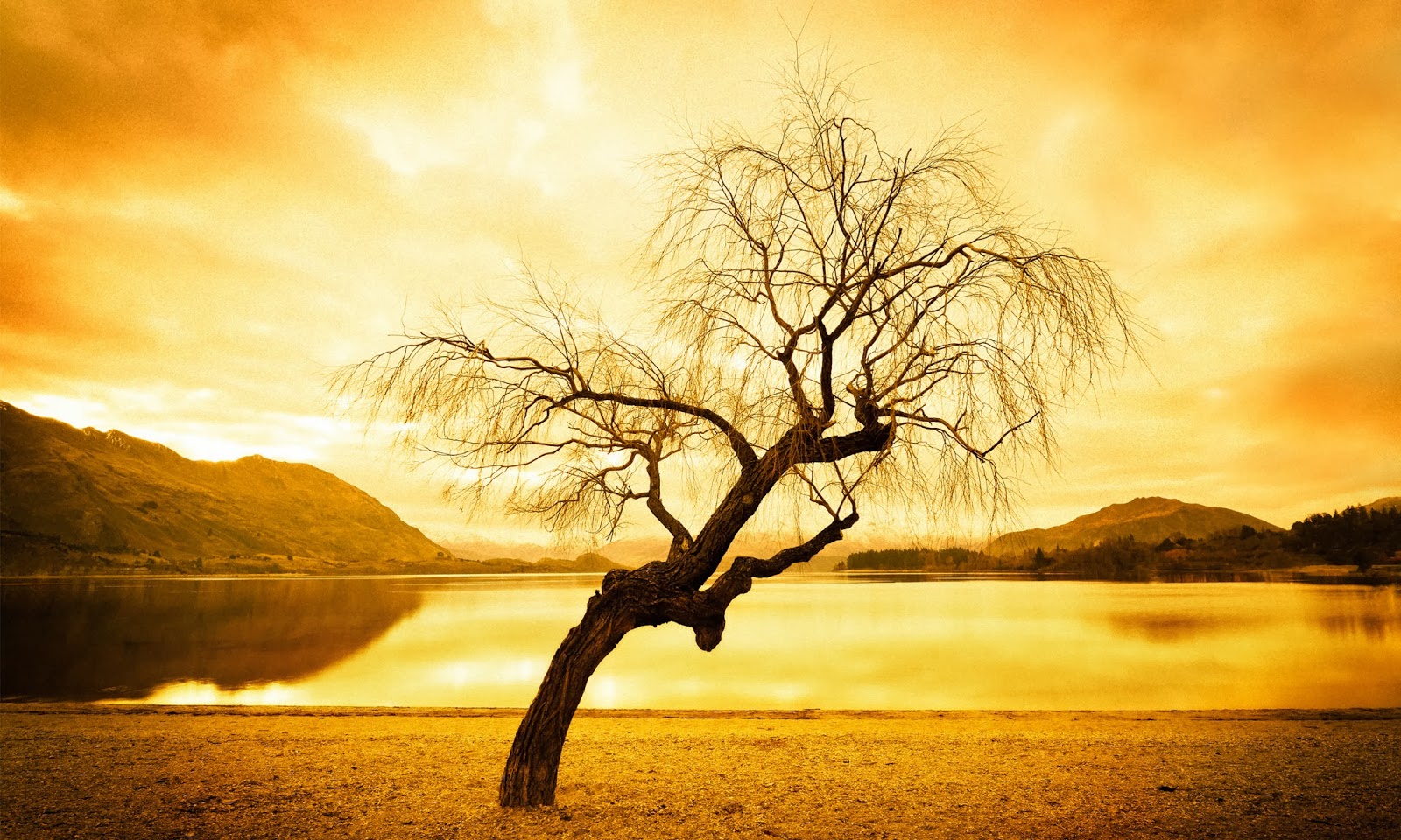 Abstract Tree  HD  wallpapers 
