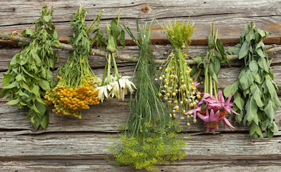 20 Medicinal Plants That Are Easy To Grow at Home